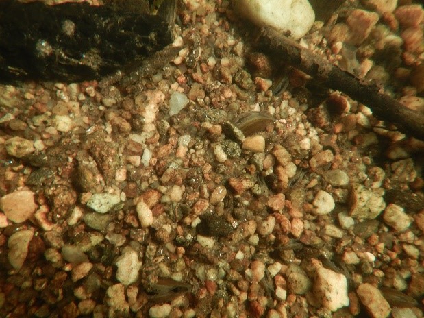 V řece jsou mladé perlušky silně zahrabané v substrátu, tak aby je nemohl odnést proud nebo zachytit a vytáhnout řekou přinášený materiál.